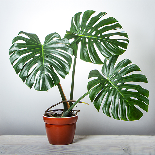 planta artificial
